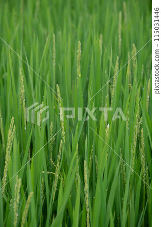 帶花的稻穗 帶花的稻穗 115031446