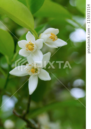 White flowers on an orange tree 115031514