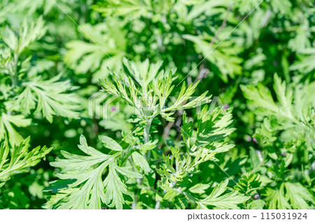艾草發芽 115031924