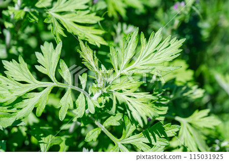 Wormwood sprouts Wormwood sprouts 115031925
