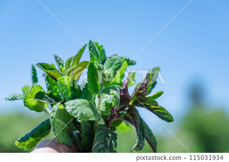 Picked mint leaves Picked mint leaves 115031934