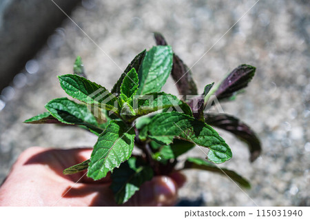 Picked mint leaves 115031940