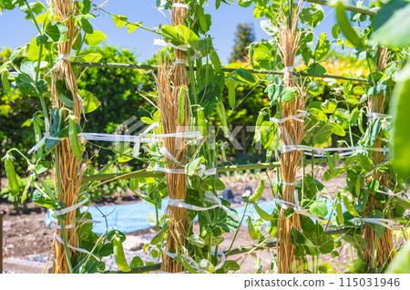 Spring vegetable field: peas 115031946