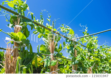 藍天和雪豆 115031947