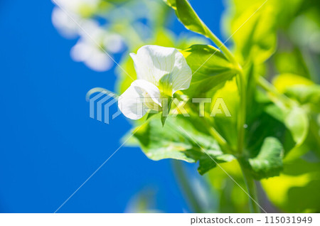 Spring-blooming vegetable flower: snow peas Spring-blooming vegetable flower: snow peas 115031949