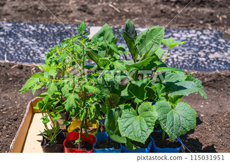 Summer vegetable pot seedlings Summer vegetable pot seedlings 115031951