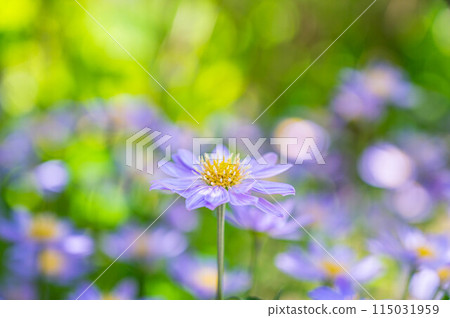 The softly blooming Miyakowasure 115031959