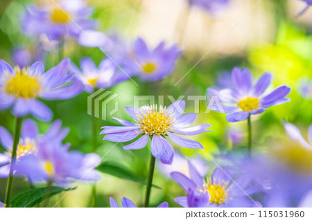 The softly blooming Miyakowasure 115031960