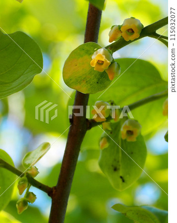 沐浴在透過樹的陽光的柿子花（有花和花蕾的柿枝） 115032077