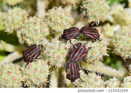 A swarm of red-striped stink bugs gathering on a flower 115032204