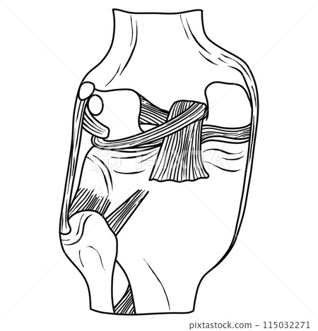 The posterior cruciate ligament of the knee joint is attached to the lower 115032271