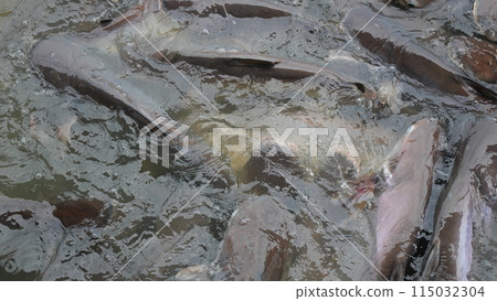Many black striped catfish swim in the river in Thailand Many black striped catfish swim in the river in Thailand 115032304