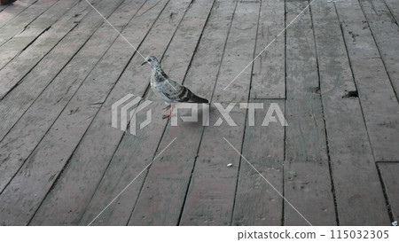 A black and gray pigeon stood on a wooden floor A black and gray pigeon stood on a wooden floor 115032305