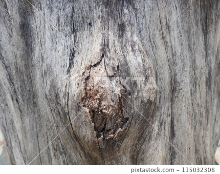 Patterns and lines on the bark of trees 115032308