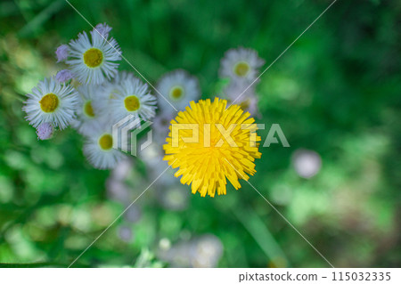 Dandelion Dandelion 115032335