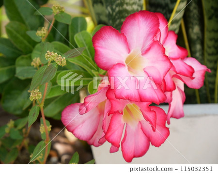Beautiful bright pink Adenium flowers and green leaves 115032351