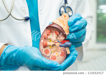 Kidney disease, Chronic kidney disease ckd, Doctor with human model to study and treat in hospital. 115032417