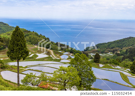 [Niigata Prefecture, Sado, Iwakubi Shoryu Rice Terraces] Blue sea and water mirror rice terraces in May 115032454