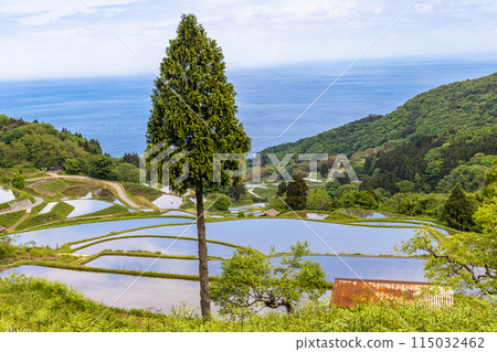 [新潟縣、佐渡、岩久升龍梯田]藍色的大海和水鏡梯田5月 115032462