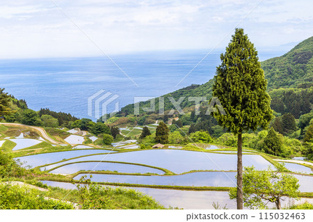 [新潟縣、佐渡、岩久升龍梯田]藍色的大海和水鏡梯田5月 115032463