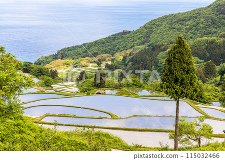 [Niigata Prefecture, Sado, Iwakubi Shoryu Rice Terraces] Blue sea and water mirror rice terraces in May 115032466