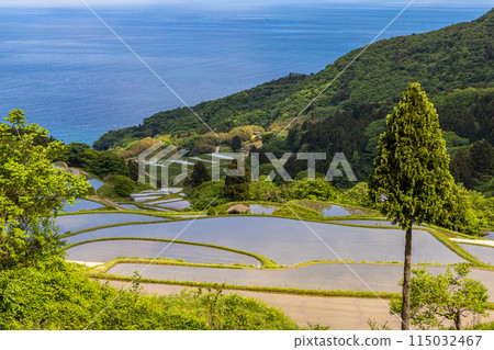 [Niigata Prefecture, Sado, Iwakubi Shoryu Rice Terraces] Blue sea and water mirror rice terraces in May 115032467