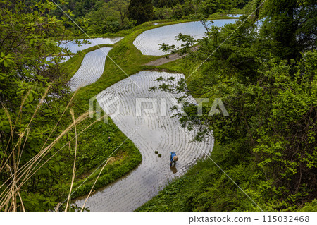 [Niigata Prefecture, Sado, Iwakubi Shoryu Rice Terraces] Blue sea and water mirror rice terraces in May 115032468