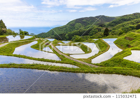 [Niigata Prefecture, Sado, Iwakubi Shoryu Rice Terraces] Blue sea and water mirror rice terraces in May 115032471