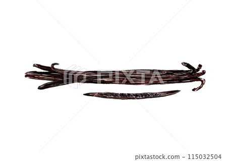 Vanilla bean illustration set in watercolor isolated on white background. High quality hand drawn art for food design. Spice box, restaurant and cafe menu, natural organic food ads, label, recipes Vanilla bean illustration set in watercolor isolated on white background. High quality hand drawn art for food design. Spice box, restaurant and cafe menu, natural organic food ads, label, recipes 115032504