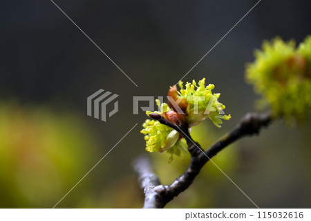 Winter jasmine flowers herald the arrival of spring at the foot of the mountain Winter jasmine flowers herald the arrival of spring at the foot of the mountain 115032616