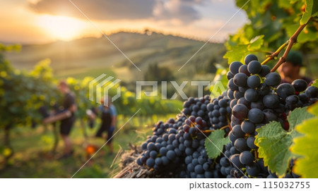 agritourism to harvesting grapes vineyard 115032755