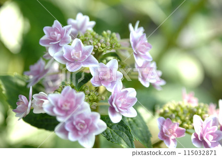 附近的繡球花 115032871