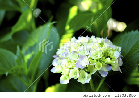Hydrangea in the neighborhood 115032890