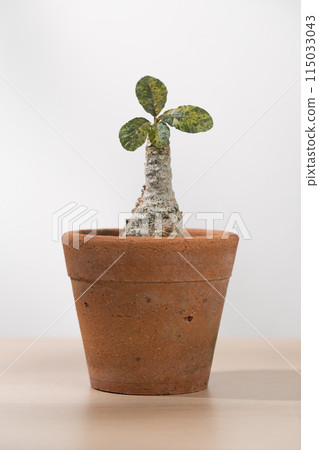 Dorstenia Foetida or Dorstenia Crispa Dorstenia Foetida or Dorstenia Crispa 115033043