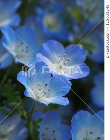Nemophila 自然紋理奧林巴斯藍色 115033248
