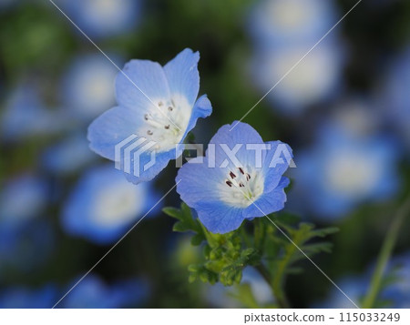 Nemophila 自然紋理奧林巴斯藍色 Nemophila 自然紋理奧林巴斯藍色 115033249