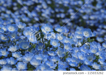 Nemophila Natural Texture Olympus Blue Nemophila Natural Texture Olympus Blue 115033262