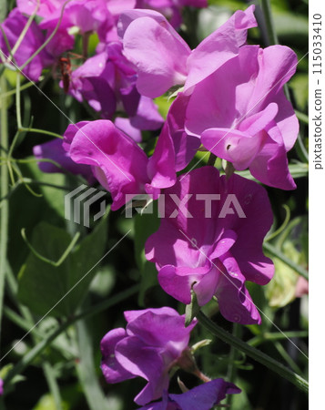 甜豌豆凱瑟琳紫色紫色花瓣 甜豌豆凱瑟琳紫色紫色花瓣 115033410