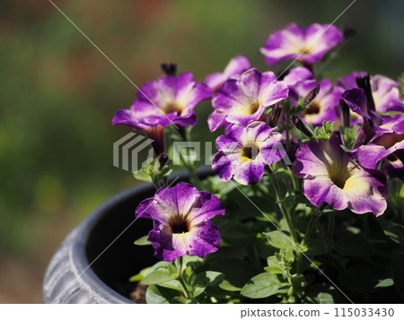 紫色薩菲尼亞藝術花 115033430