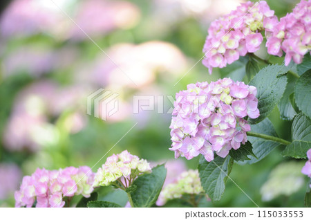 Hydrangea in the neighborhood 115033553