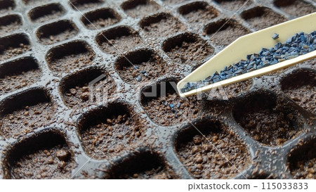 Chrysanthemum seeds planted in a cell tray Chrysanthemum seeds planted in a cell tray 115033833