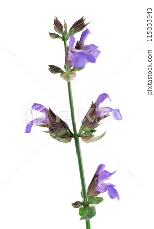 Salvia Officinalis isolated on white background. Purple pink flowers of sage. Medicinal and culinary herb. Salvia Officinalis isolated on white background. Purple pink flowers of sage. Medicinal and culinary herb. 115033943