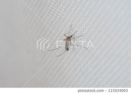 庫蚊棲息在紗門上 庫蚊棲息在紗門上 115034003