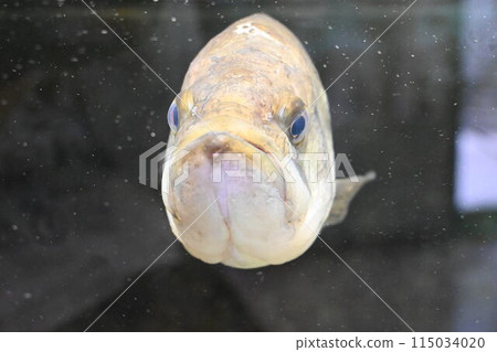 Black bass front face Black bass front face 115034020