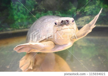 游泳的甲魚 115034021