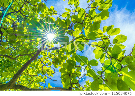 日本橫濱城市景觀五月。陽光和白玉蘭。生態、高貴的心、對大自然的熱愛等=橫濱市 115034075