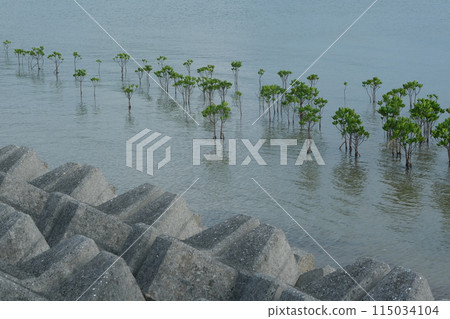 防波堤和人工紅樹林 防波堤和人工紅樹林 115034104