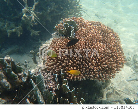 白保海岸的珊瑚和熱帶魚 白保海岸的珊瑚和熱帶魚 115034105