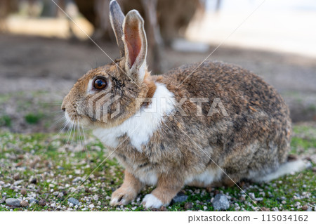 A rabbit on Okunoshima (Rabbit Island) in Hiroshima 115034162
