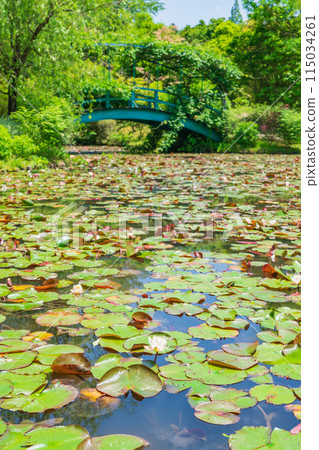 美麗的綠色村莊花園紅山石南花森林<三重縣津市> 115034261